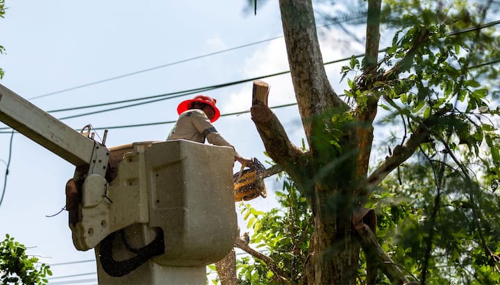 Tree care and maintenance services in Milledgeville