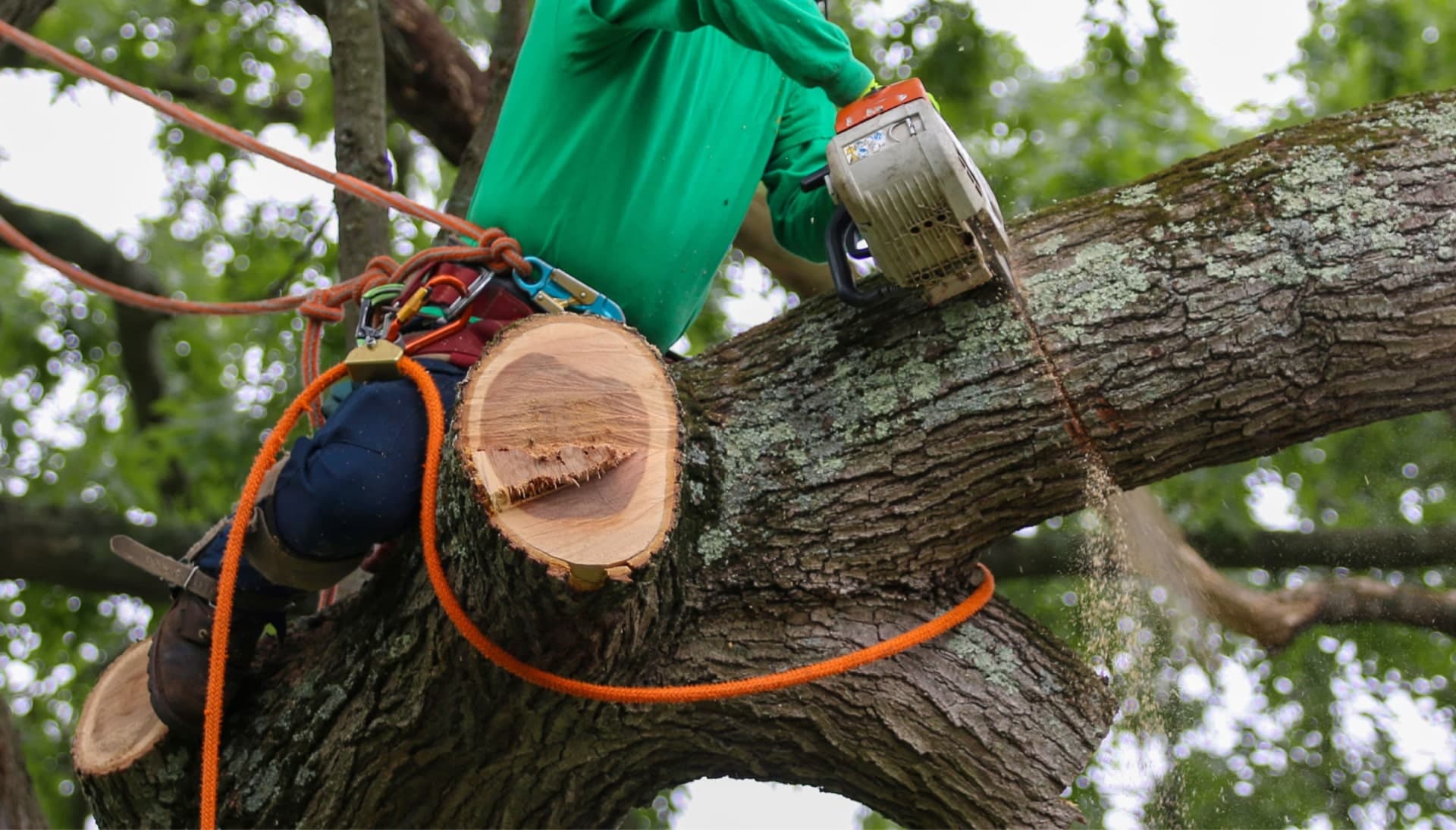 Relax with Milledgeville best tree removal.