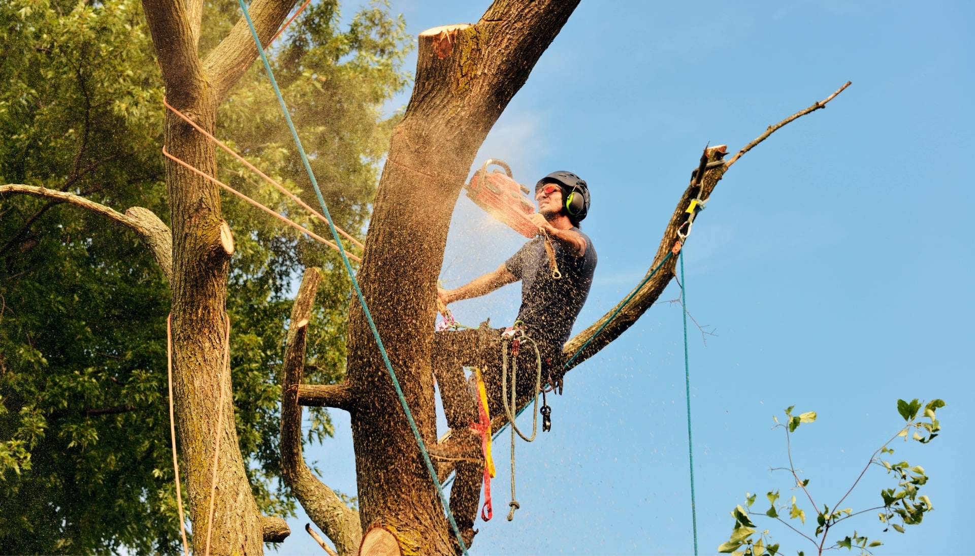 Milledgeville tree removal experts solve tree issues.