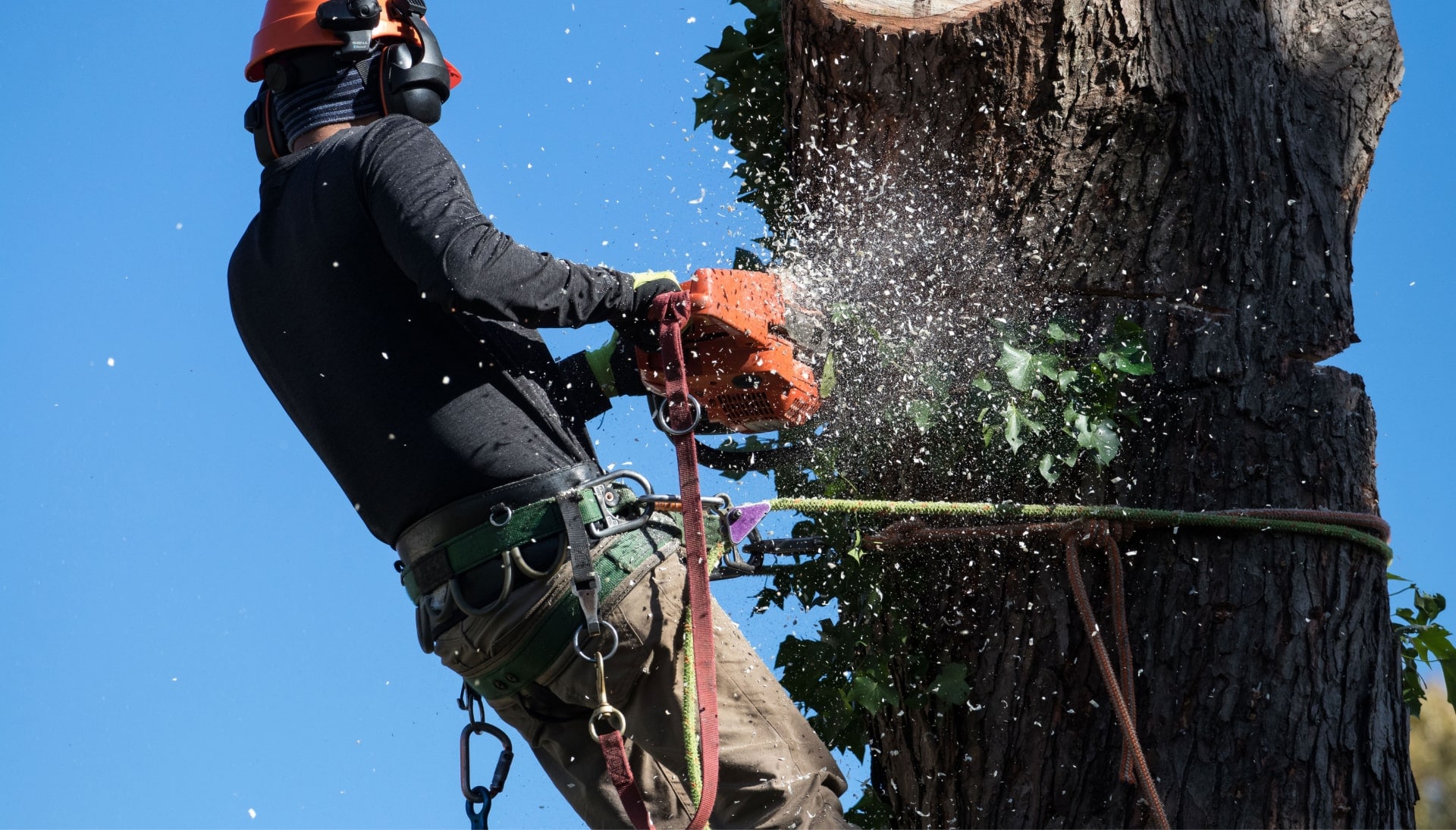 Professional Tree removal solutions in Milledgeville